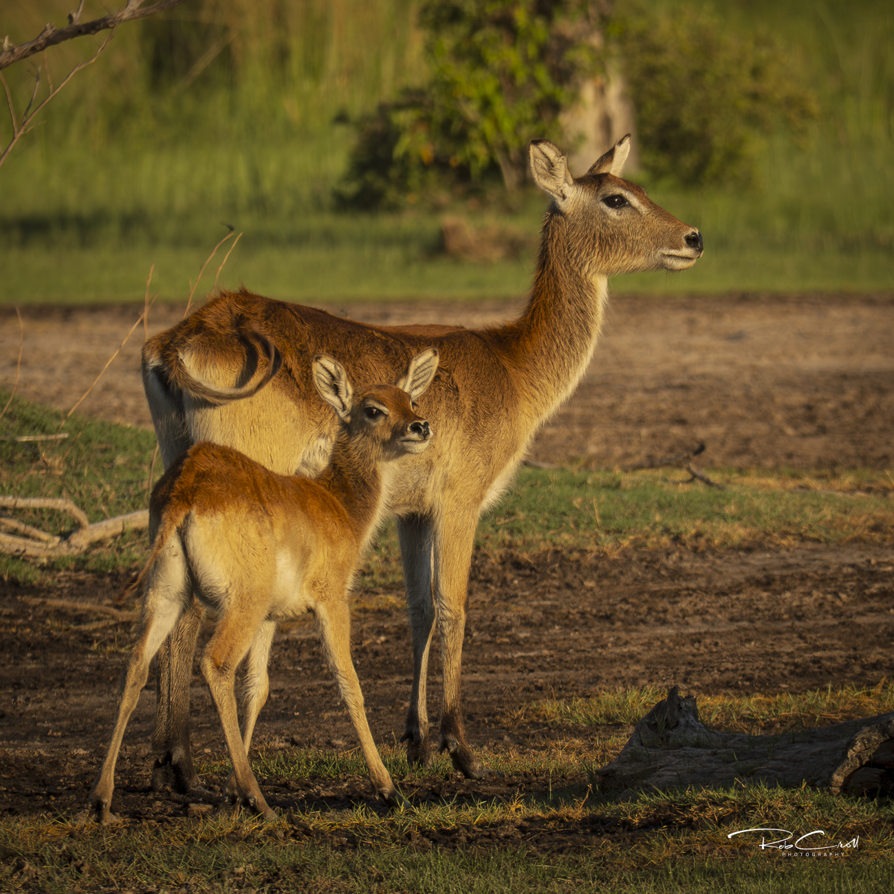 Red Lechwe with mum